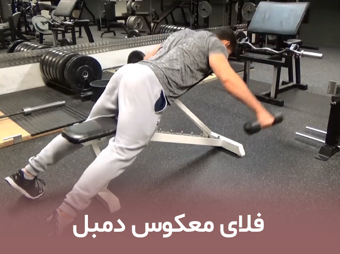 فلای معکوس دمبل